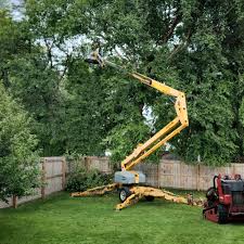 Best Hedge Trimming  in Orange Park, FL